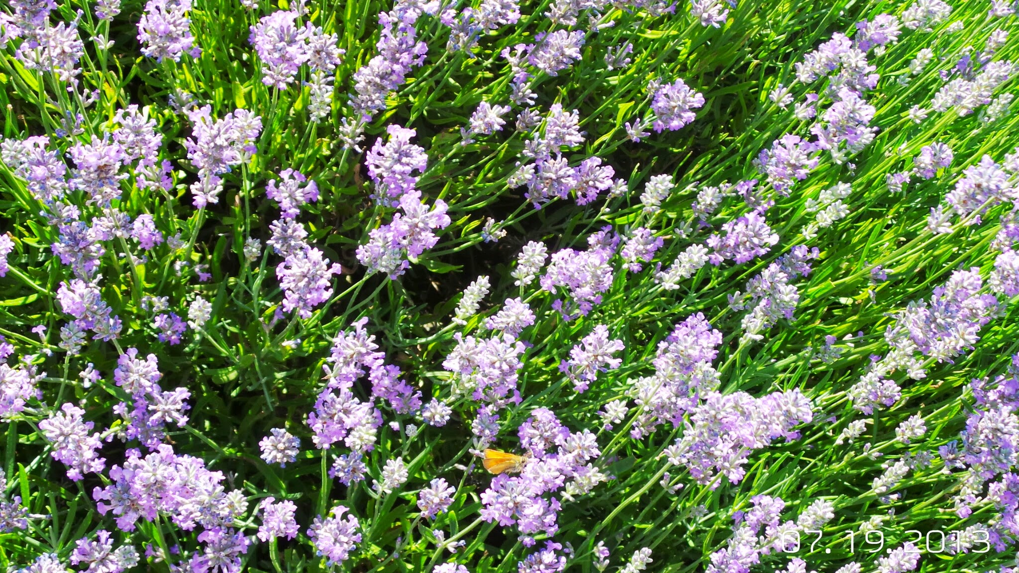 Lavender and Butterfly at Sudeley Castle